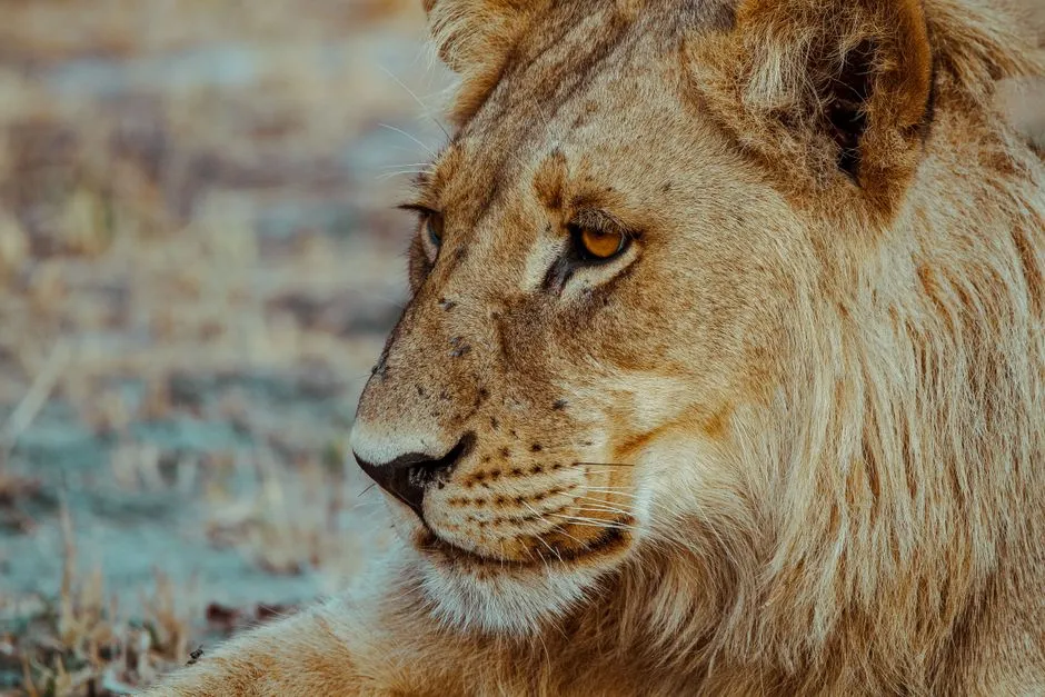 9 - Sagittarius: The Lion's Hunger for the Horizon (Image Credits: Pexels)