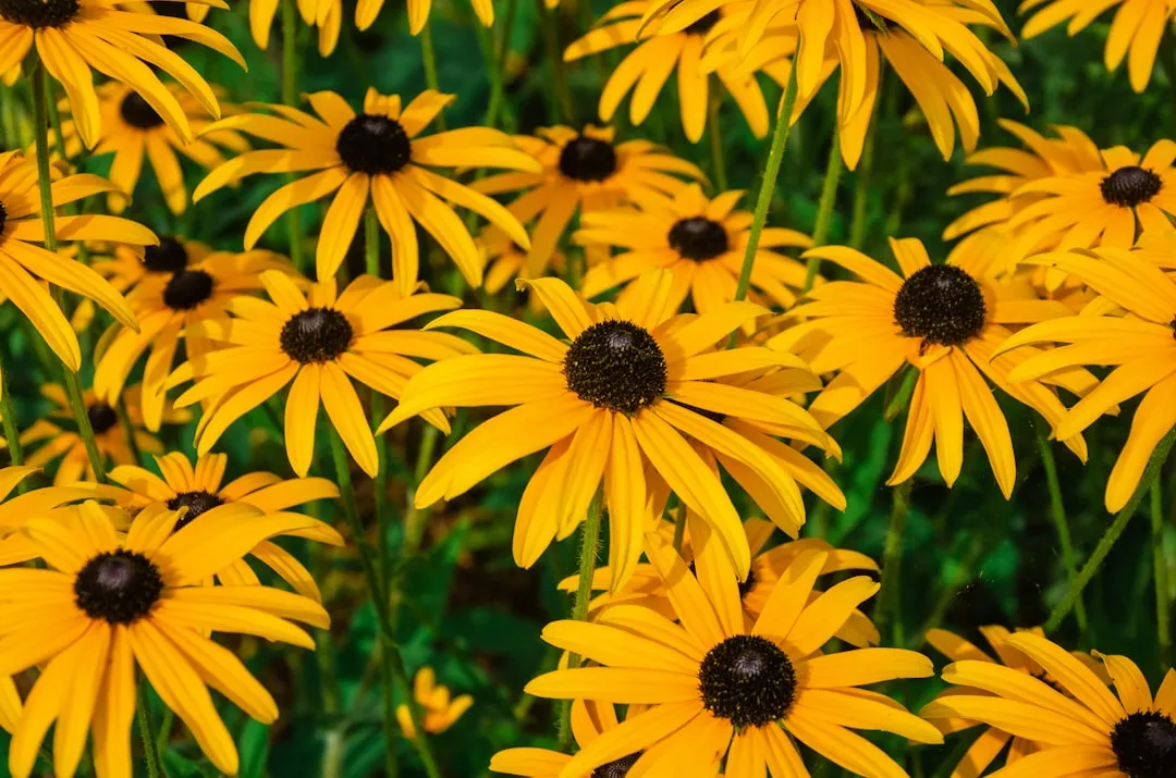 7. Black-Eyed Susan (Rudbeckia hirta and relatives) &ndash; The Golden Crowd-Pleaser (Image Credits: Unsplash)