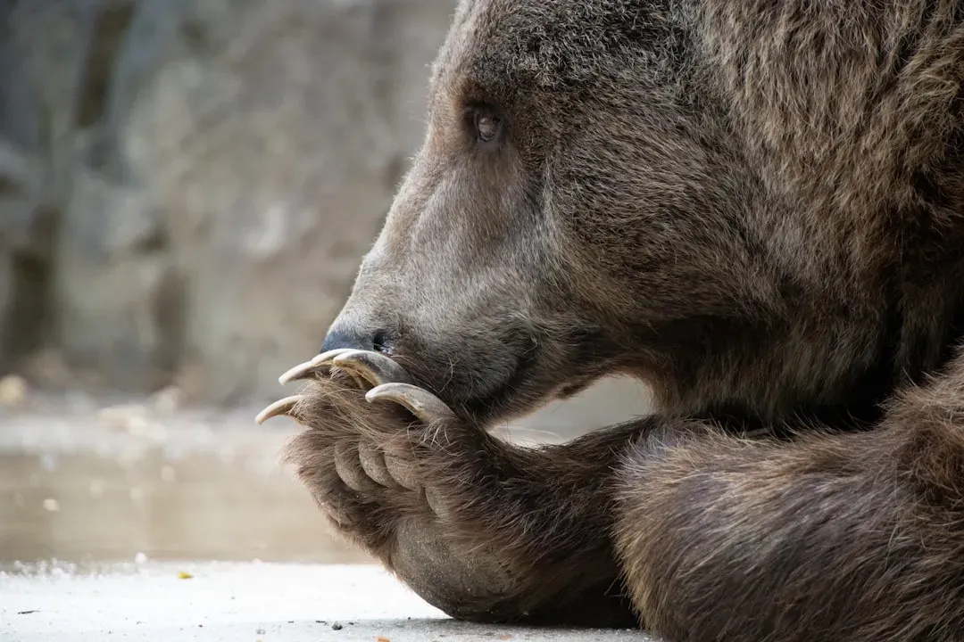 September: The Wise Bear (Image Credits: Unsplash)