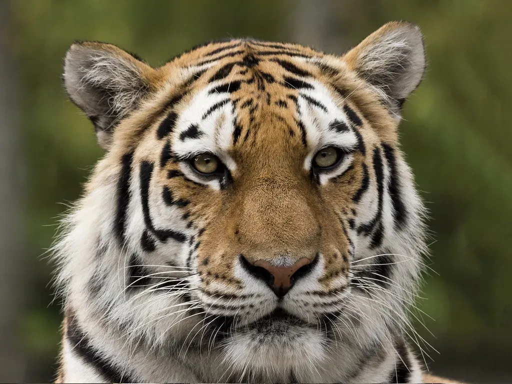 Capricorn: The Tiger (Image Credits: Flickr)