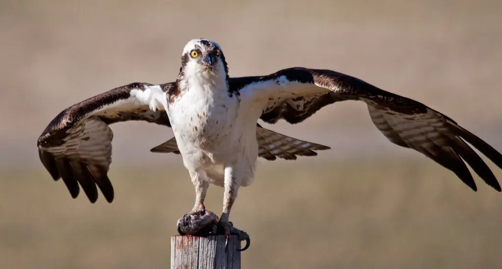 5. Ospreys Are Built Like Nothing Else in the Raptor World (Image Credits: Flickr)