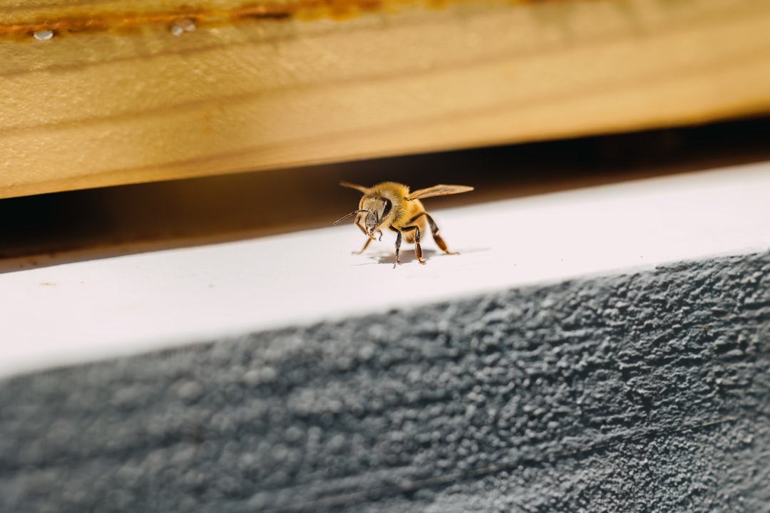 Why Indoor Shelter Is Your Lifeline (Image Credits: Unsplash)