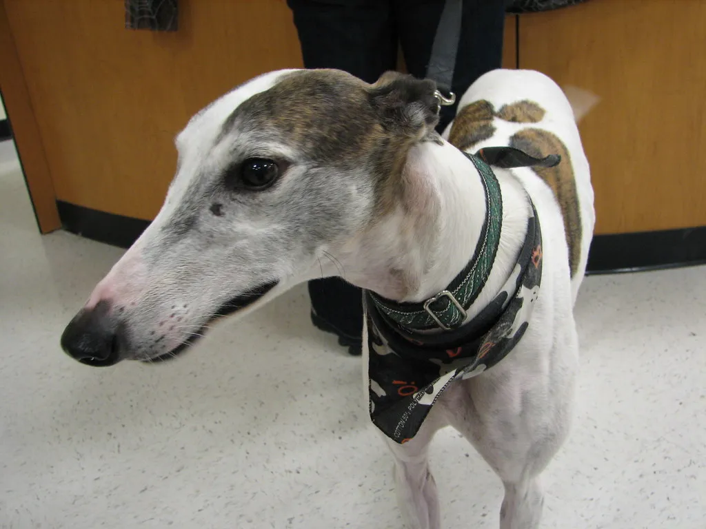 4 - Greyhound (daveynin, Flickr, CC BY 2.0)