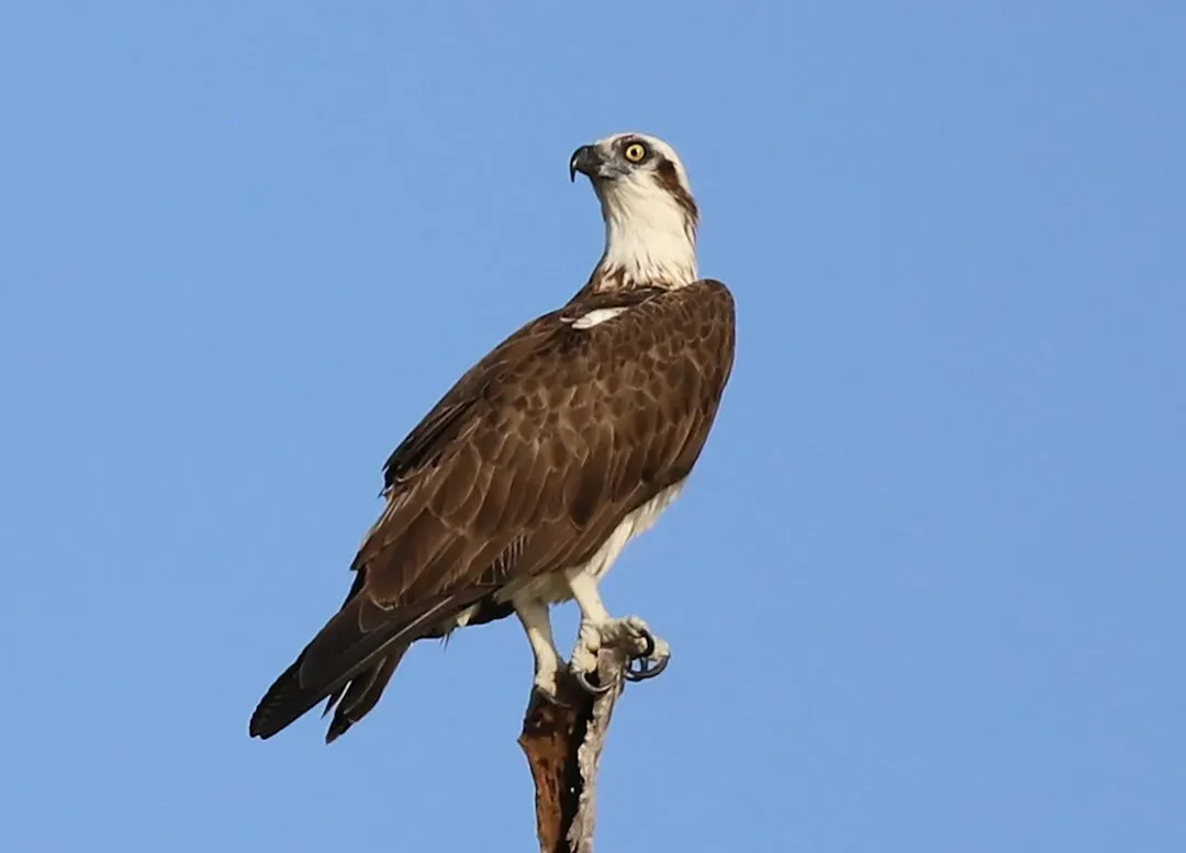 Cleaner Water: The Hidden Force Behind The Osprey Boom (Image Credits: Unsplash)