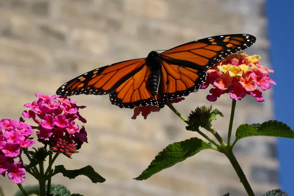 Minnesota: Northern Breeding Grounds (Suzanne Schroeter, Flickr, CC BY-SA 2.0)