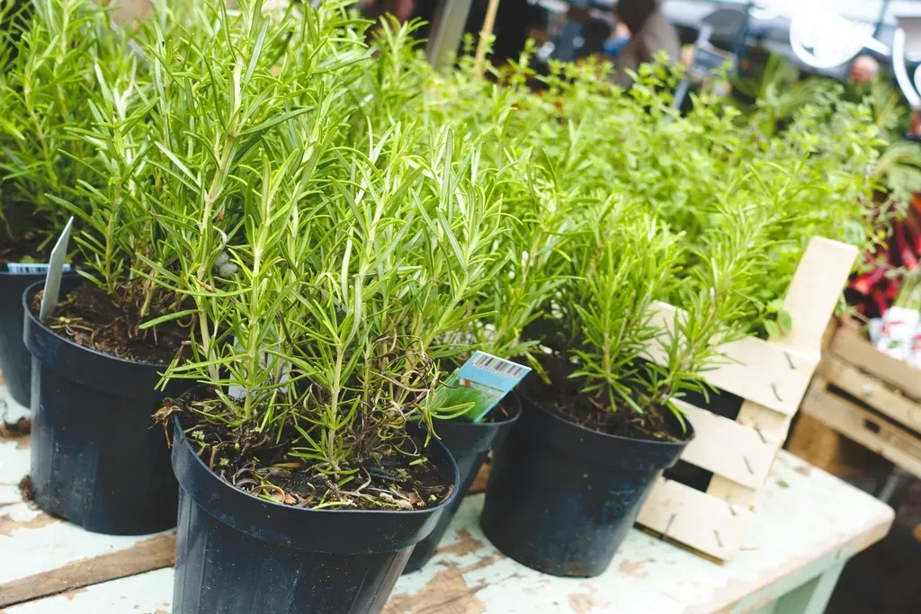 14. Rosemary (Image Credits: Rawpixel)