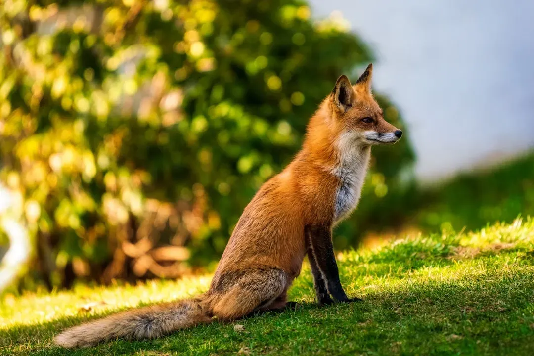 Red Fox: The Most Widespread Wild Canid on Earth (Image Credits: Unsplash)