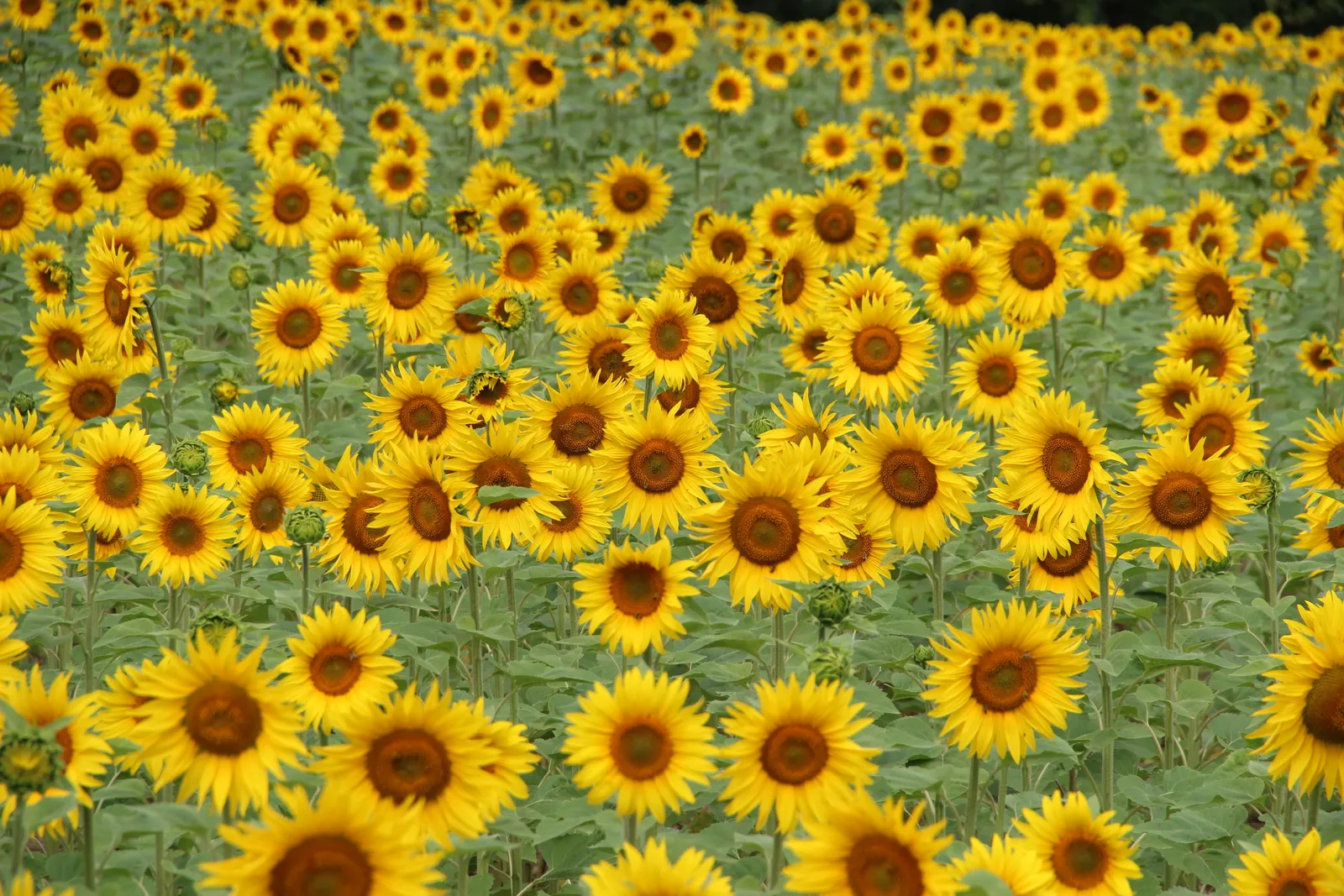 Leo – Sunflower (By Björn S., CC BY-SA 3.0)
