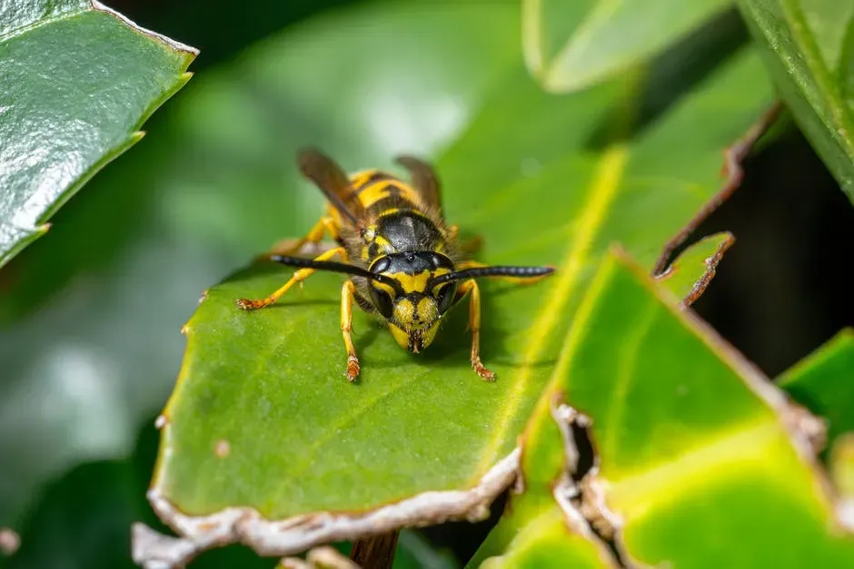 7. Wasps, Hornets, and Bees: The Sting That Can Kill (Image Credits: Pexels)