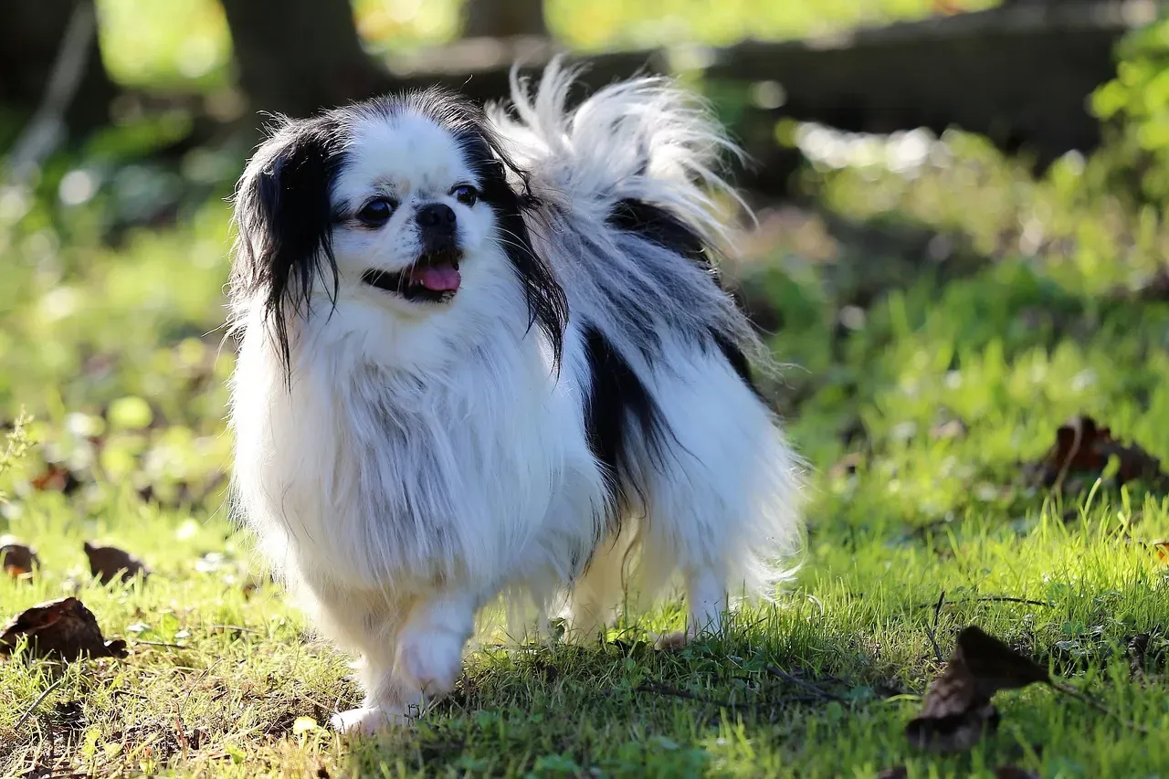 6. Japanese Chin: The Feline Soul in a Dog's Body (Image Credits: Pixabay)