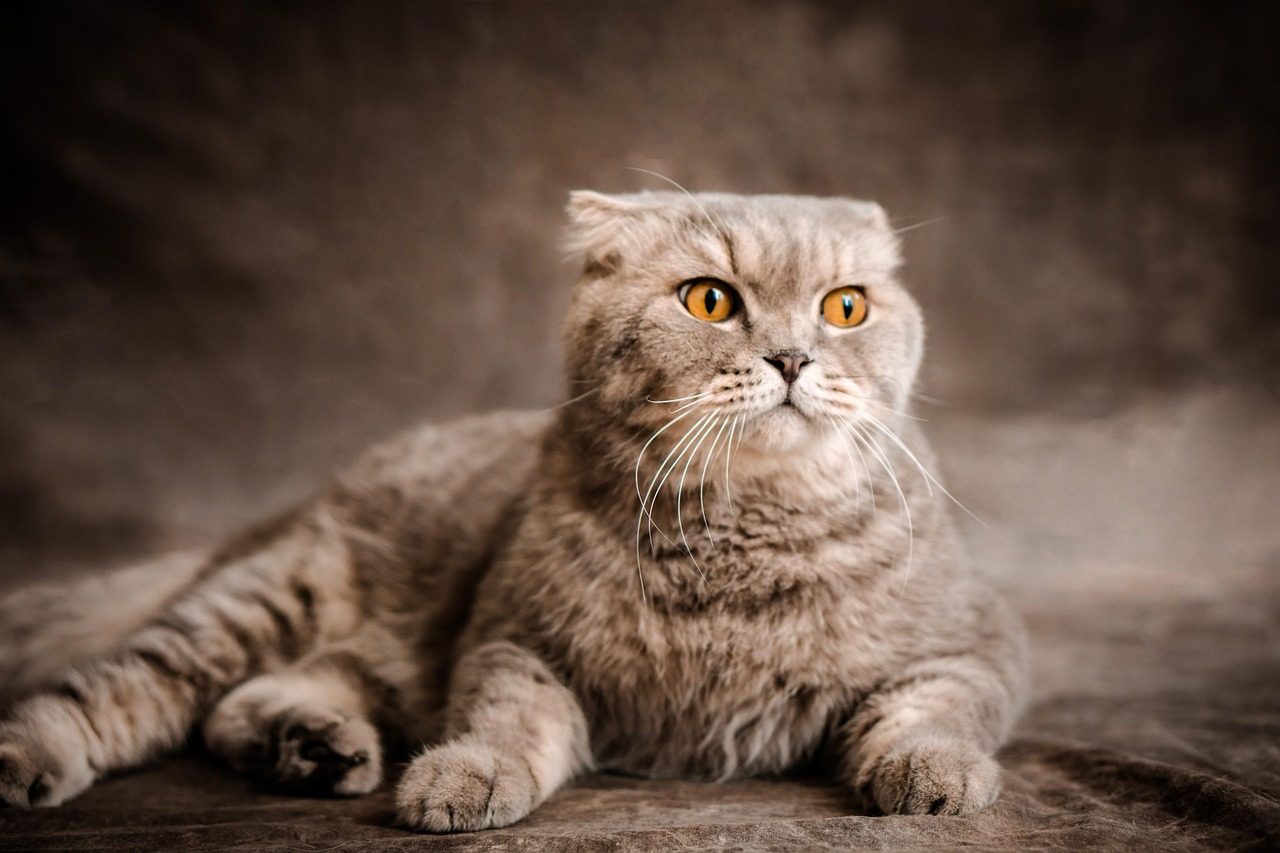 Scottish Fold (Image Credits: Pixabay)