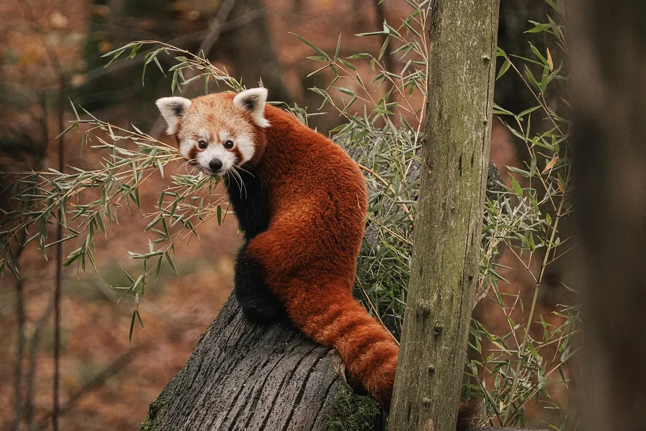 Why These Animals Matter Beyond Their Cuteness (Image Credits: Pixabay)
