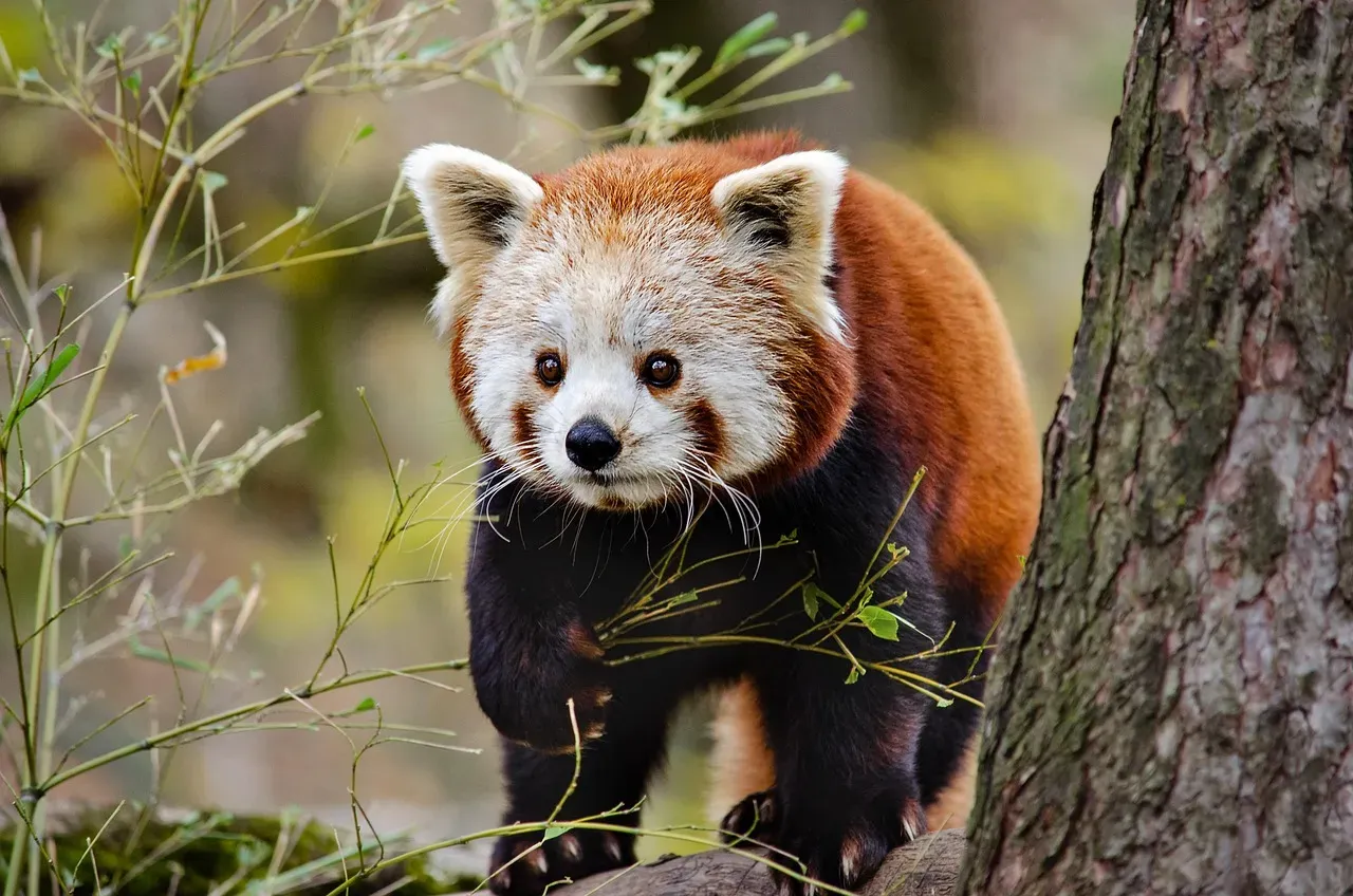 Gemini: The Red Panda (Image Credits: Pixabay)