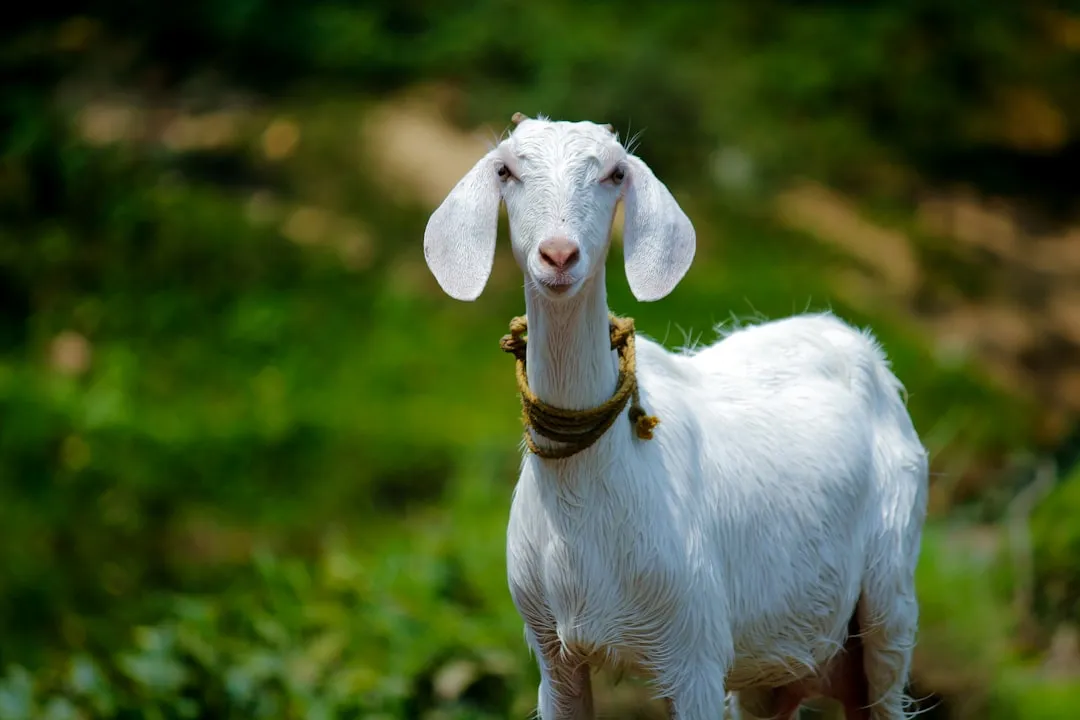 Goats Are Not the Simple Farm Animals We Thought (Image Credits: Unsplash)