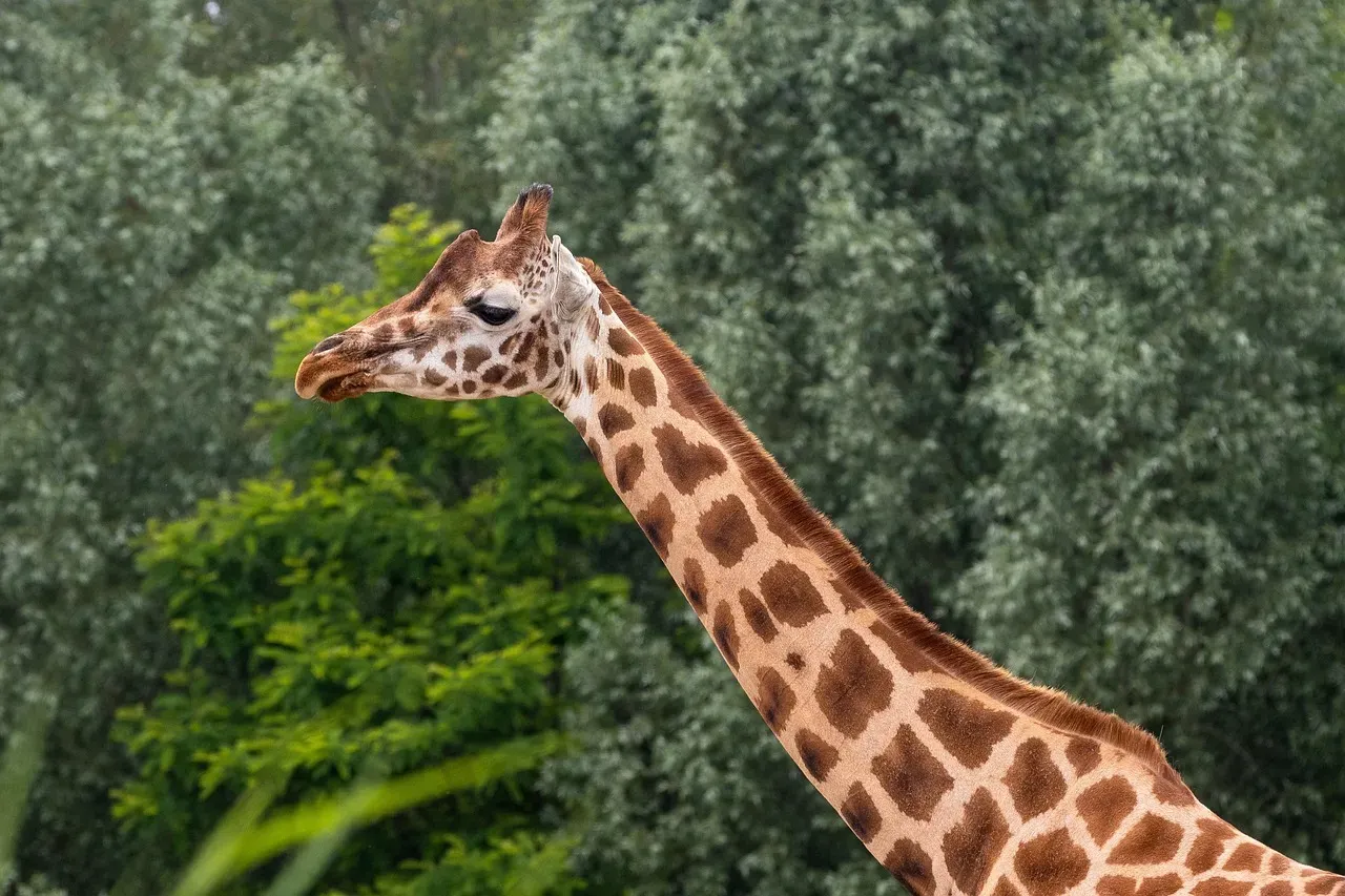 Cheyenne Mountain Zoo: High Altitude Conservation (Image Credits: Pixabay)