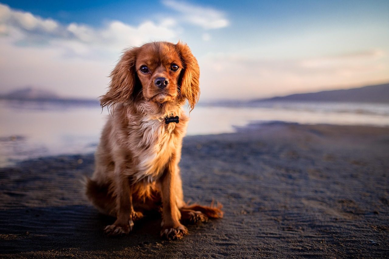 Sarasota, Florida: The Snowbird's Pet-Friendly Haven (Image Credits: Pixabay)