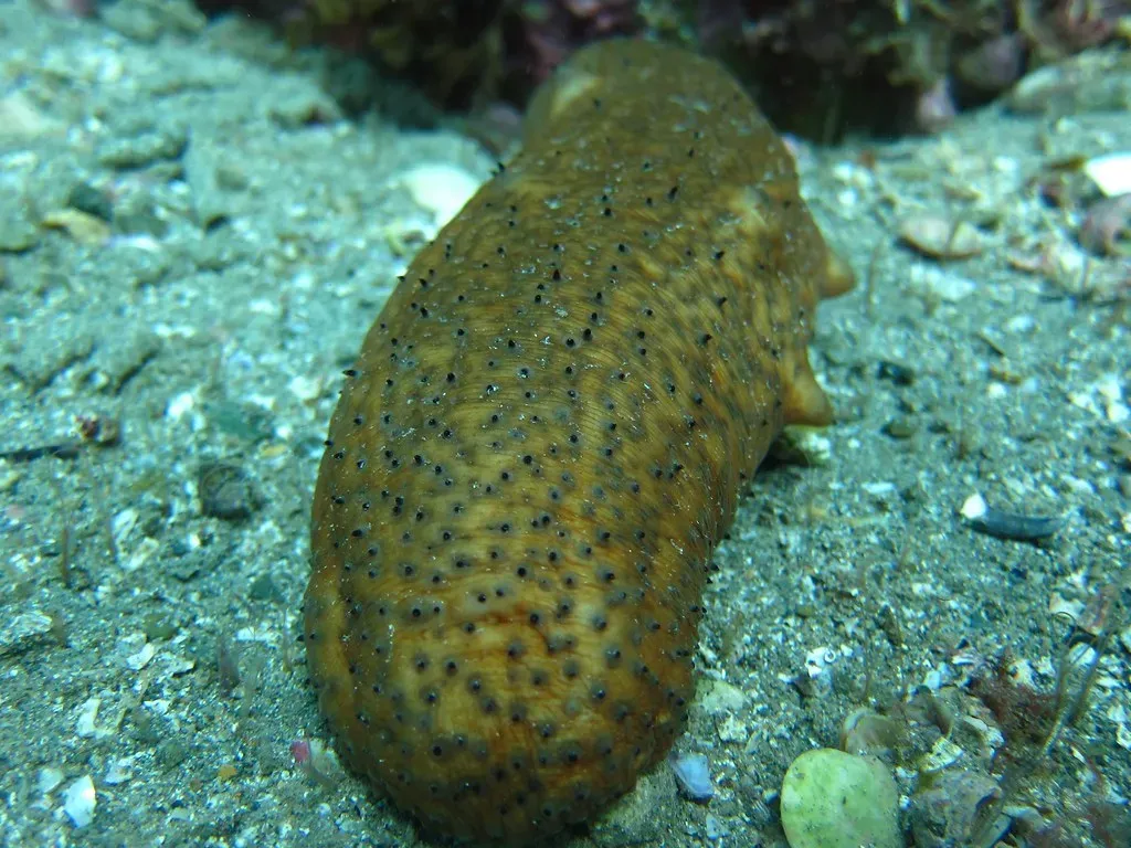 6. The Sea Cucumber: The Ocean's Gross (But Brilliant) Cleanup Crew (robanhk, Flickr, CC BY-SA 2.0)