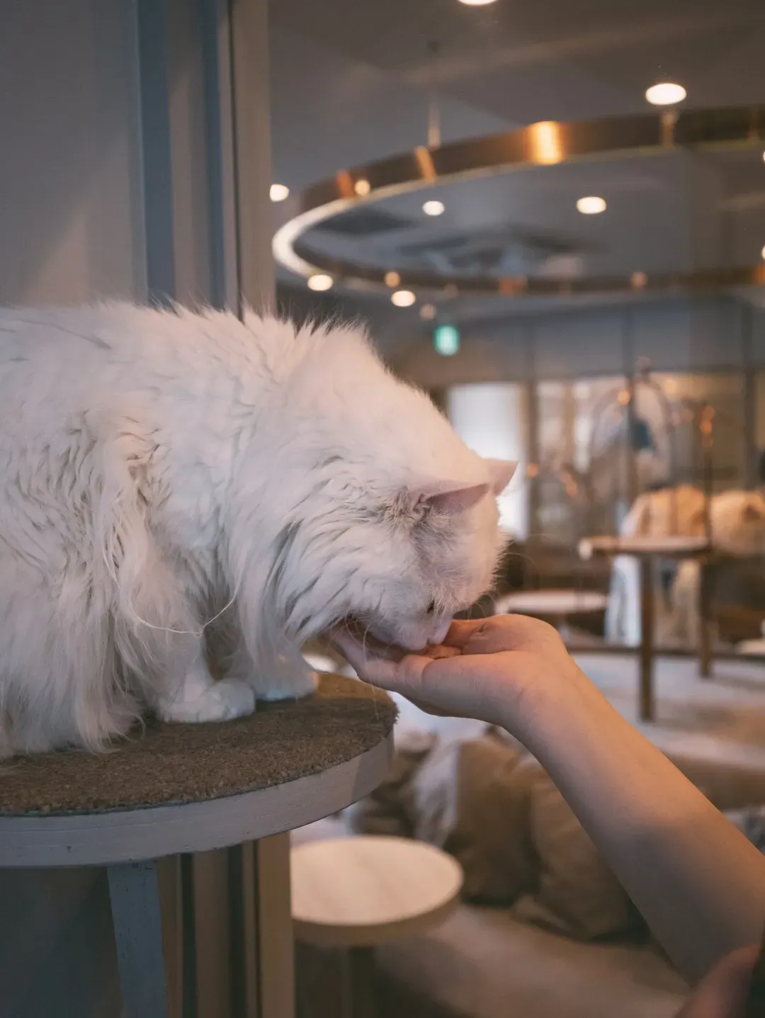 Grooming You (Image Credits: Unsplash)