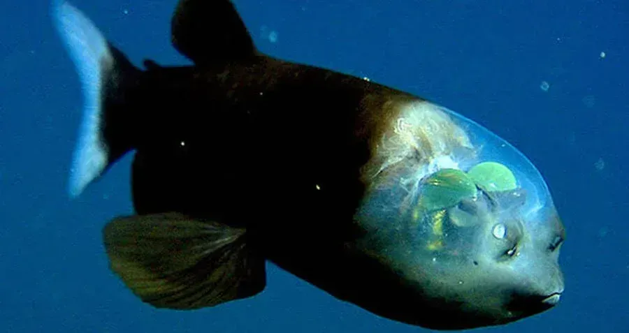 The Barreleye Fish: The Creature With a Transparent Head (Image Credits: Source: https://nextvisionmedia.azurewebsites.net/)