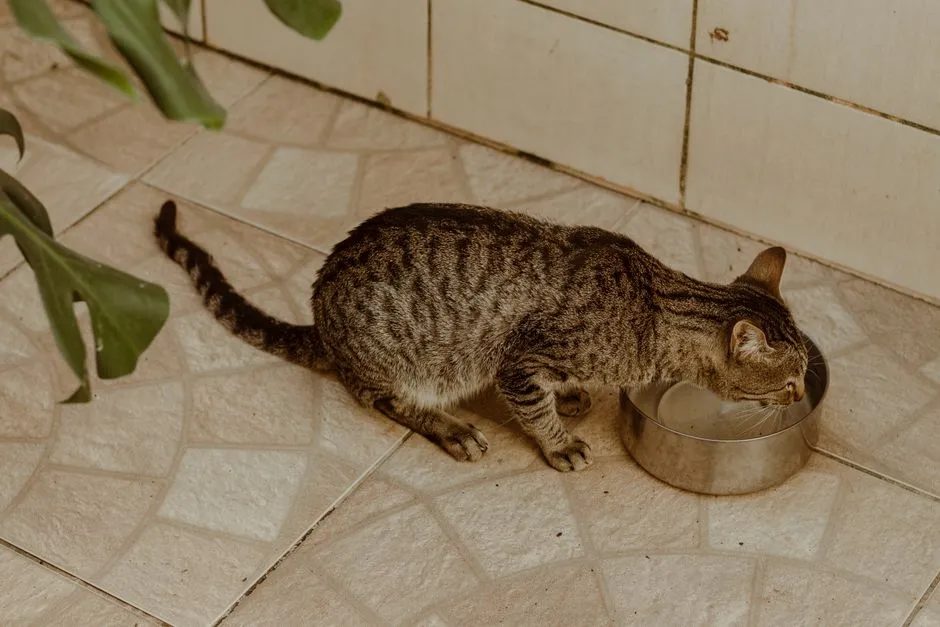 #7 - "I Need You to Watch My Water Bowl Like a Hawk" (Image Credits: Pexels)