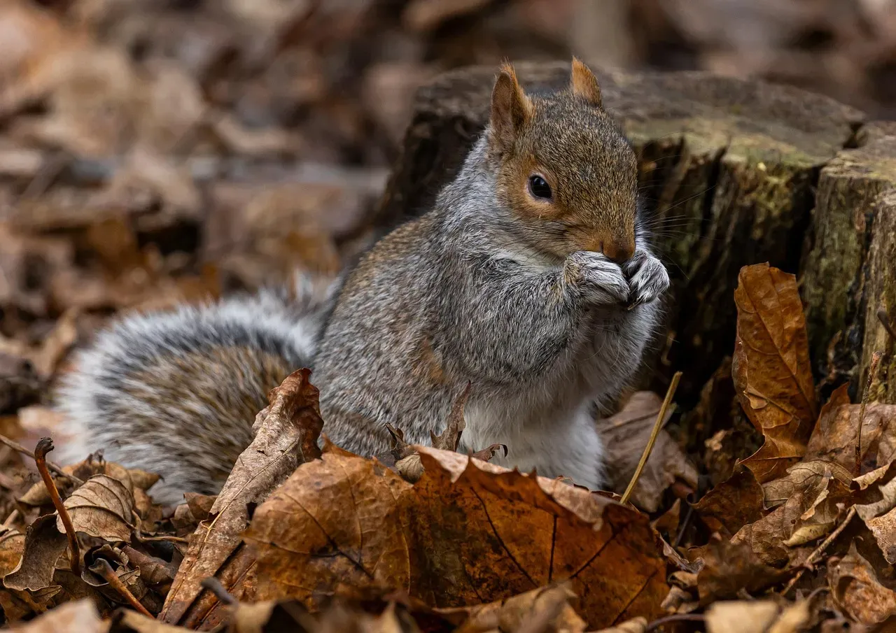 The Ordinary Animal That Isn't Ordinary at All (Image Credits: Pixabay)