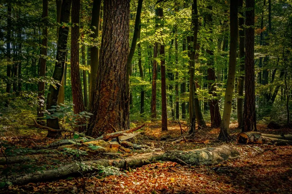 The Sudden Silence Is a Fire Alarm, Not a Lullaby (Image Credits: Pexels)