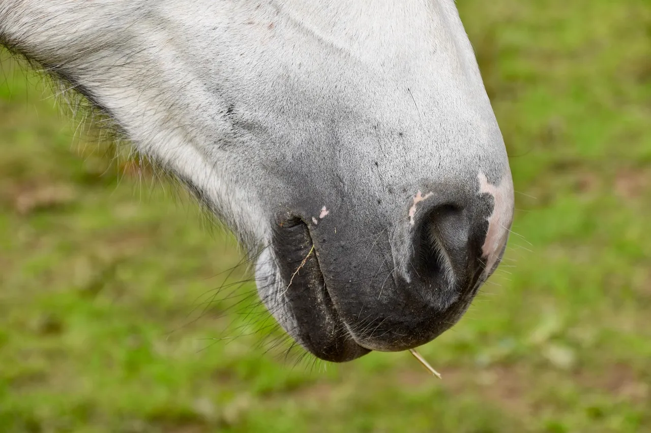 1. The Soft, Slow-Blowing Nostrils When You Approach (Image Credits: Pixabay)