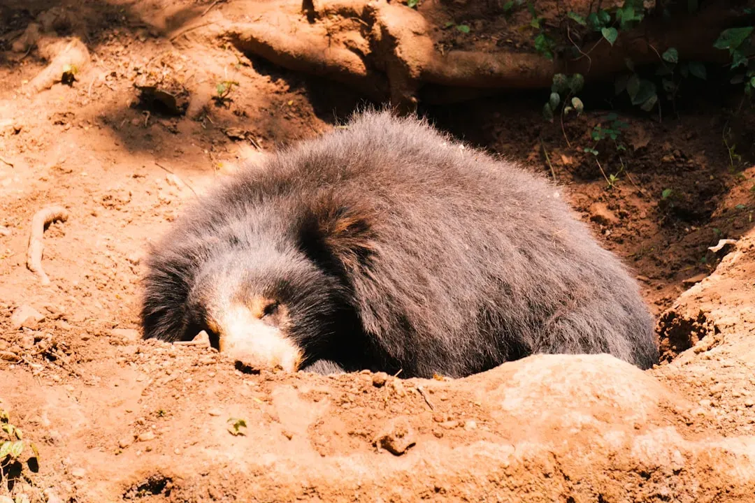 True Hibernation Drops Body Functions to Near Death (Image Credits: Unsplash)