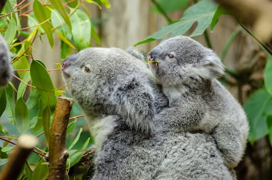 12. The Koala: The Weirdest, Sweetest Feeding Strategy (Image Credits: Pexels)