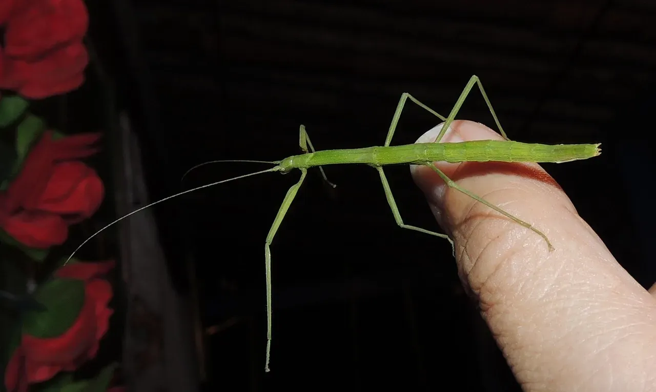 7. The Stick Insect: The Living Twig (Image Credits: Pixabay)