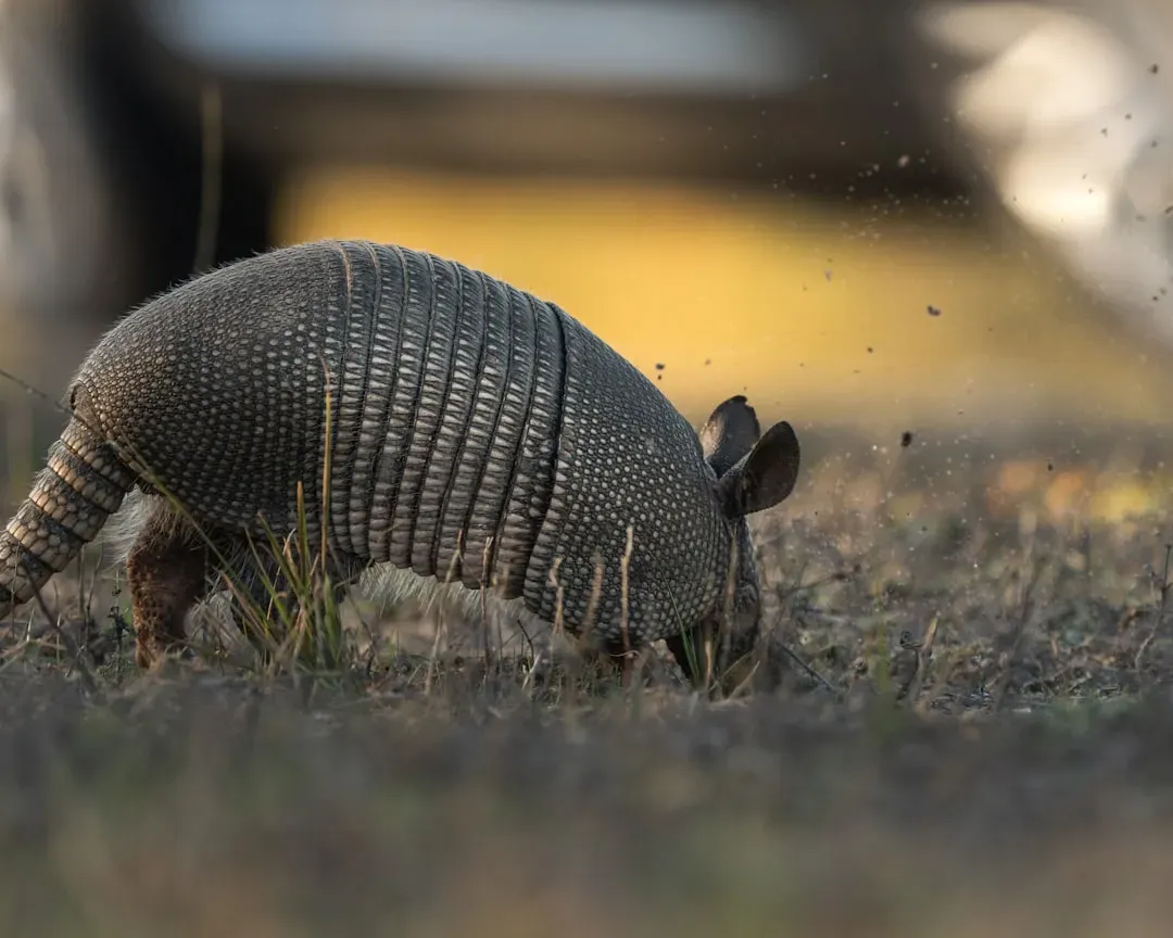 Oklahoma: Lawn Raiders Galore (Image Credits: Unsplash)