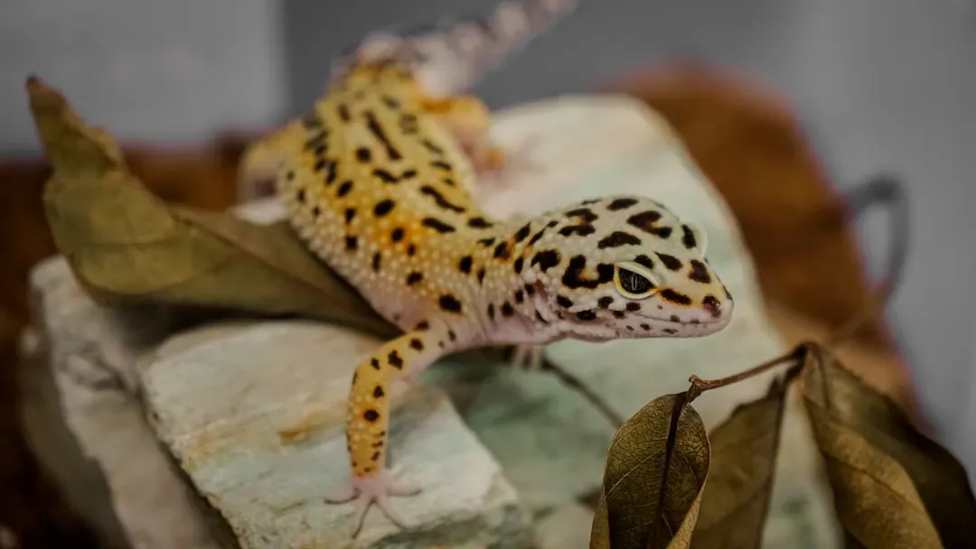 4. Leopard Geckos: Silent, Stunning, and Surprisingly Easy (Image Credits: Unsplash)