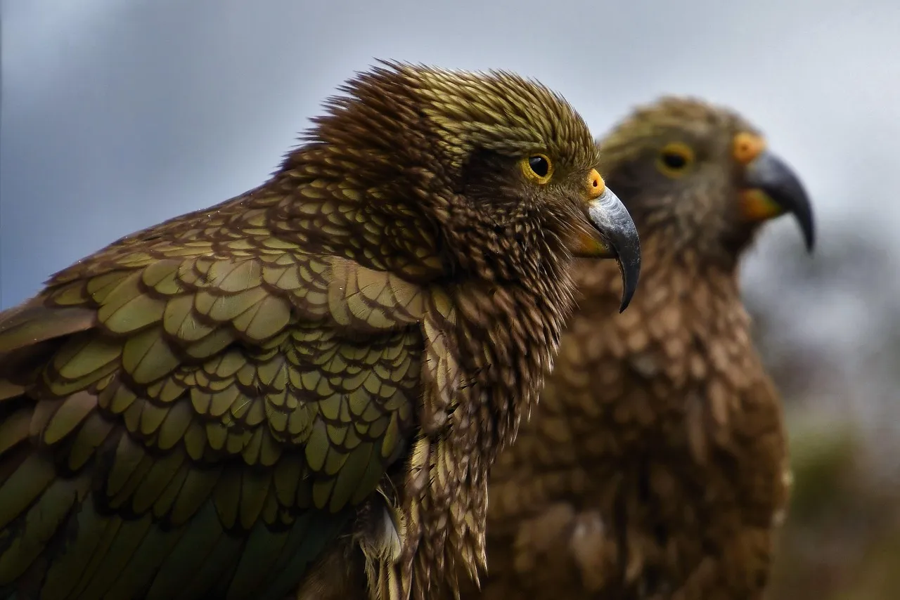 Comparing Parrots to Children: Where Do They Line Up? (Image Credits: Pixabay)