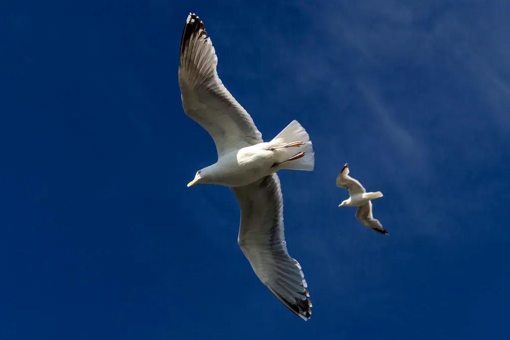 6. The Wadden Sea, Northern Europe: A UNESCO-Listed Migration Hub (PiùChéBella, Flickr, CC BY 2.0)