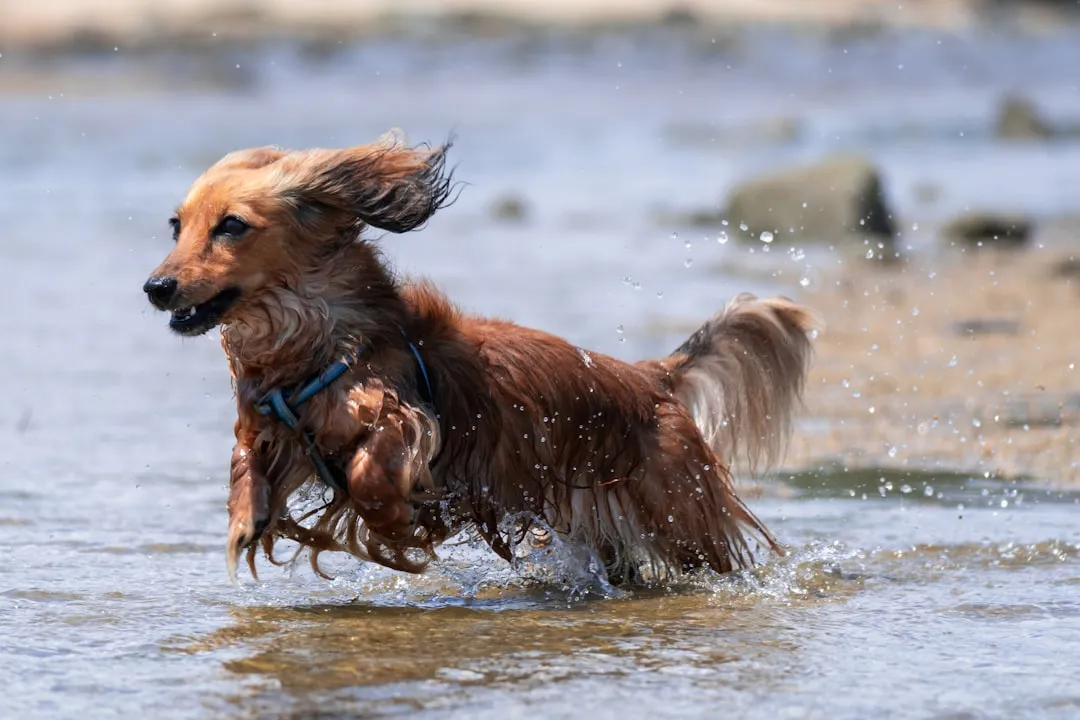 #6 - Irish Setter: The Red Blur That Ran Off With America's Heart (Image Credits: Unsplash)