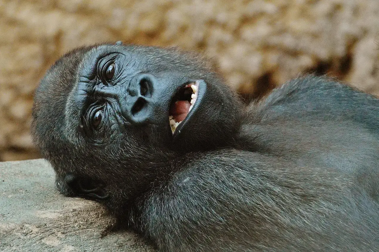 5. Gorillas: The Hidden Complexity of the Gentle Giant (Image Credits: Pixabay)