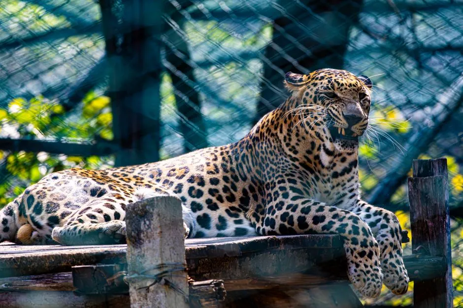 5. Changing Human Attitudes Toward Wildlife and Predators (Image Credits: Pexels)