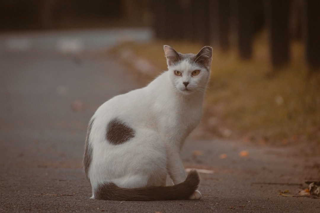 Manx Cat (Image Credits: Unsplash)