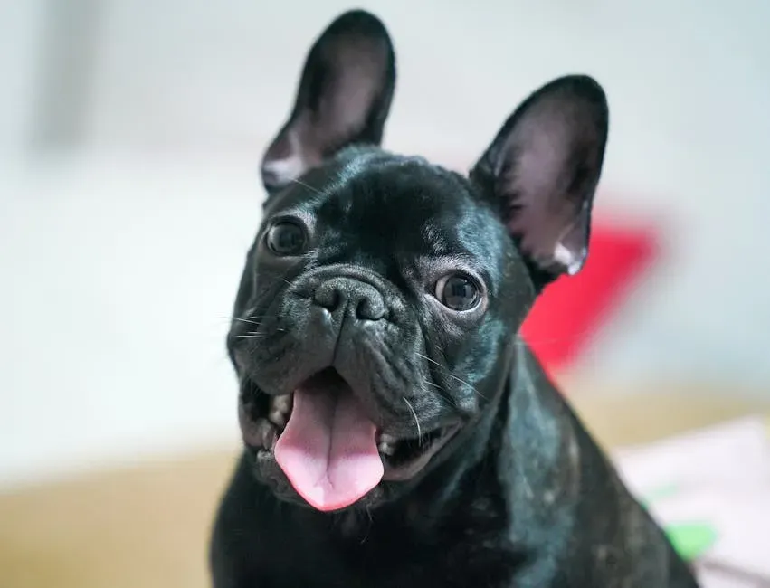 French Bulldog: City-Friendly and Growing Fast (Image Credits: Pexels)
