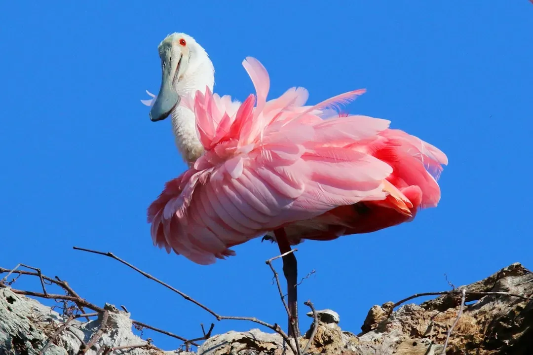 The Roseate Spoonbill: Pink Wings Returning to Florida's Shores (Image Credits: Unsplash)