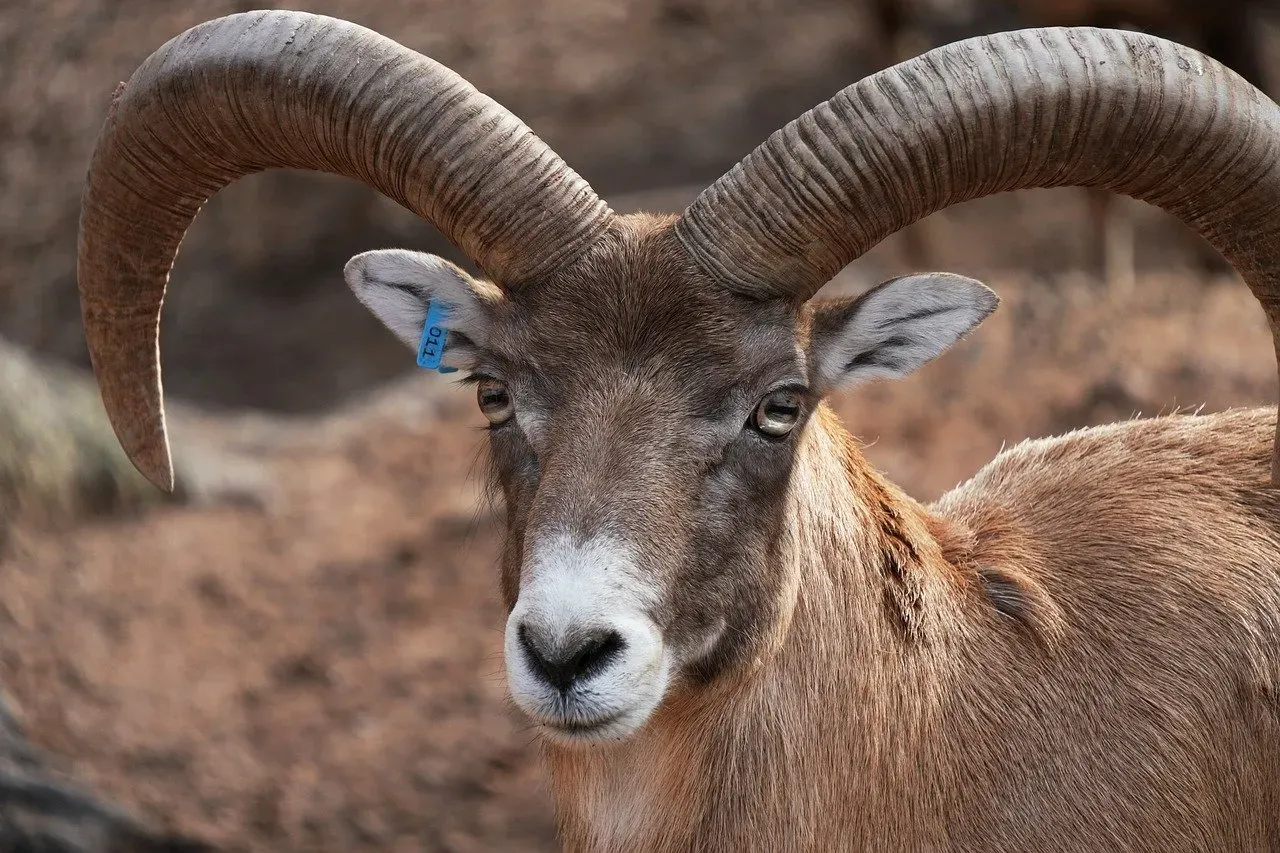 Aries: The Ram's Headstrong Charge (Image Credits: Pixabay)