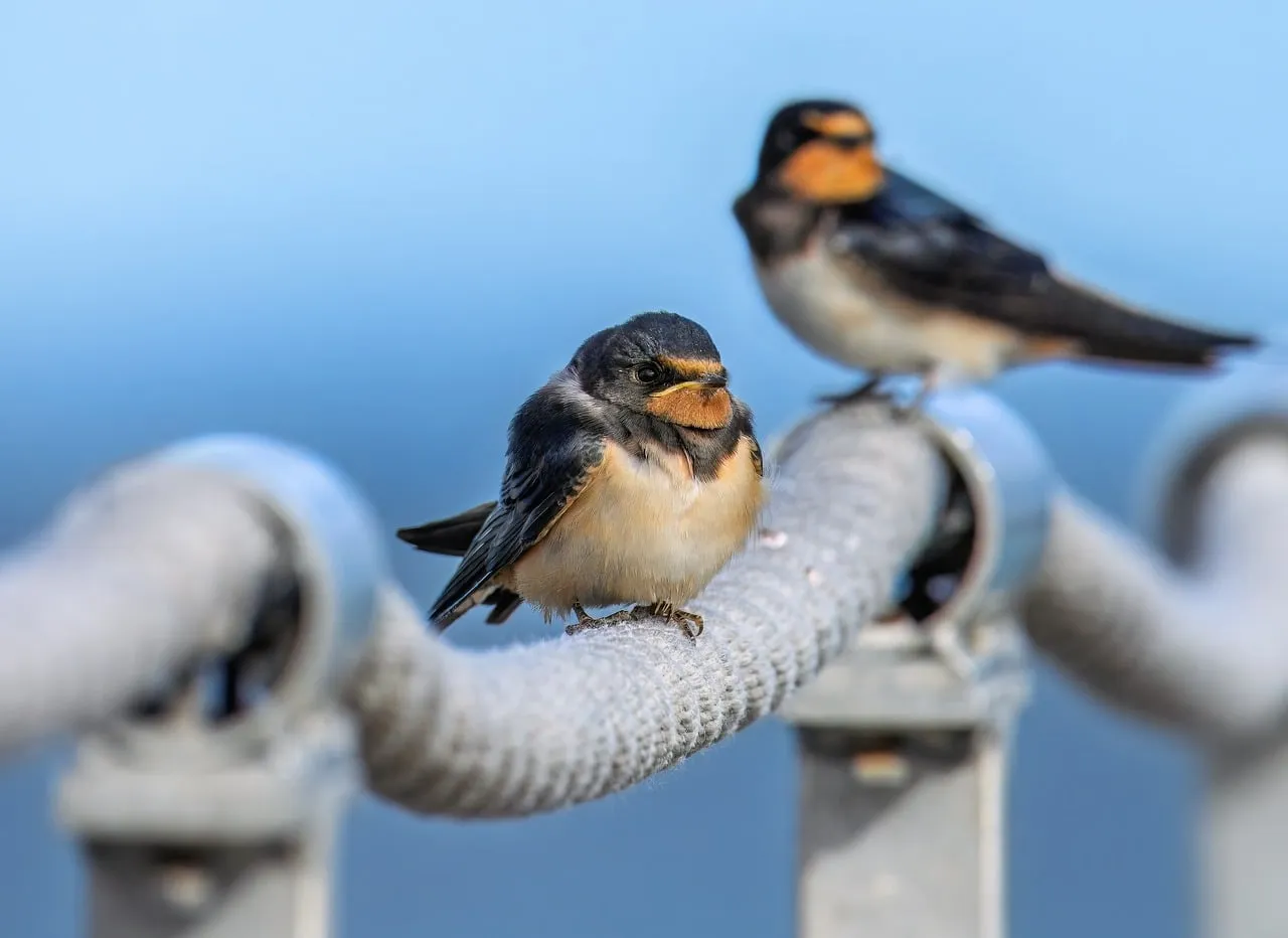#7 - Fence Tops and Railings Become "Stop-and-Stare" Spots (Image Credits: Pixabay)