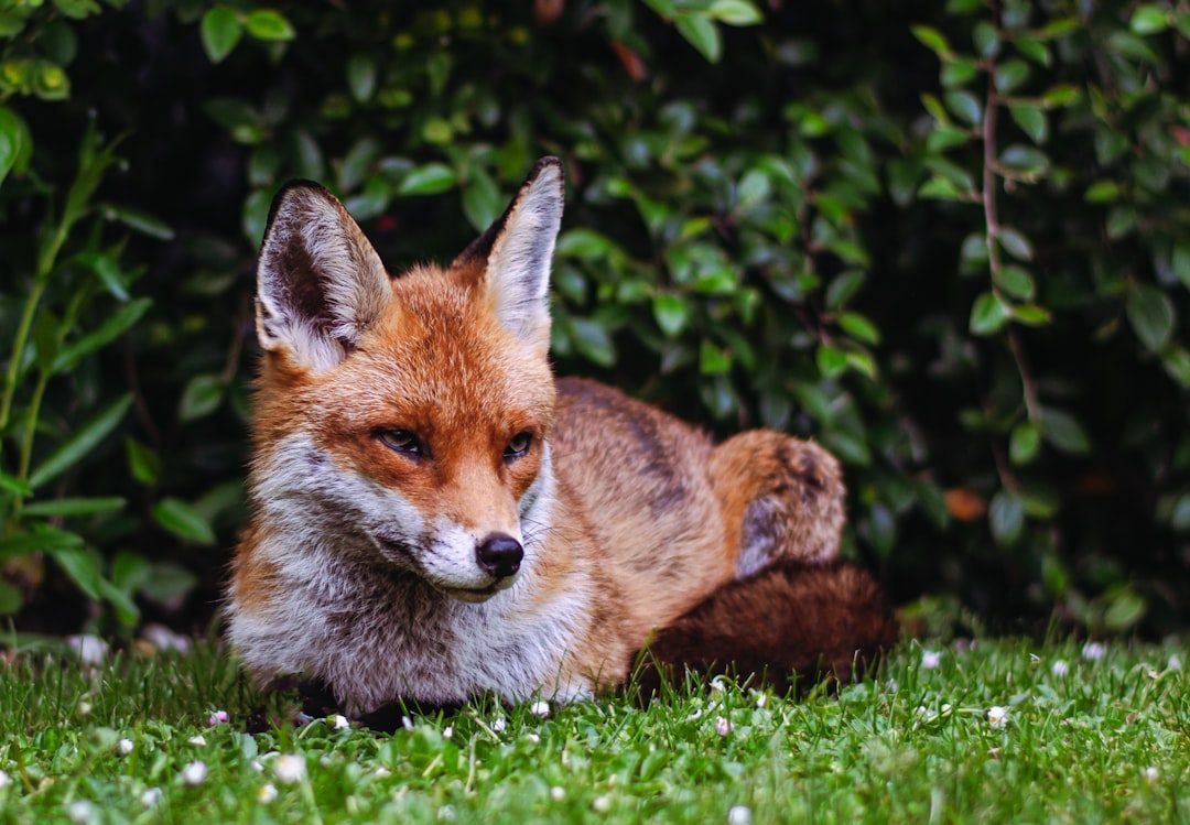 Gemini: The Clever Fox of Endless Curiosity (Image Credits: Unsplash)