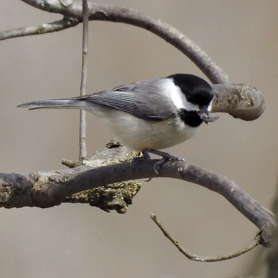 #6. Chickadees Encode Each Hidden Seed With a Unique Brain Pattern (Image Credits: Flickr)