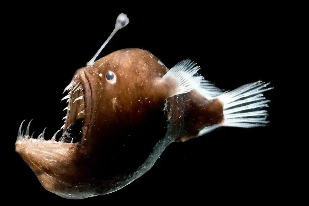 The Deep-Sea Anglerfish: Nature's Ultimate Ambush Predator (Image Credits: Source: https://nextvisionmedia.azurewebsites.net/)