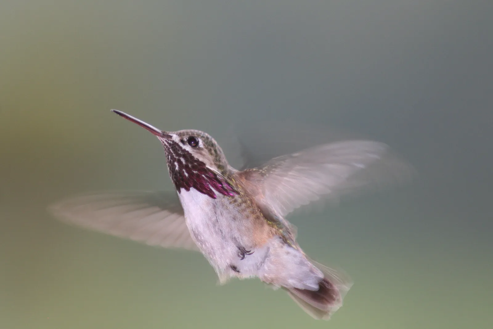 #14 - They Quietly Merge Into an Invisible Highway Overhead (By Kati Fleming, CC BY-SA 3.0)