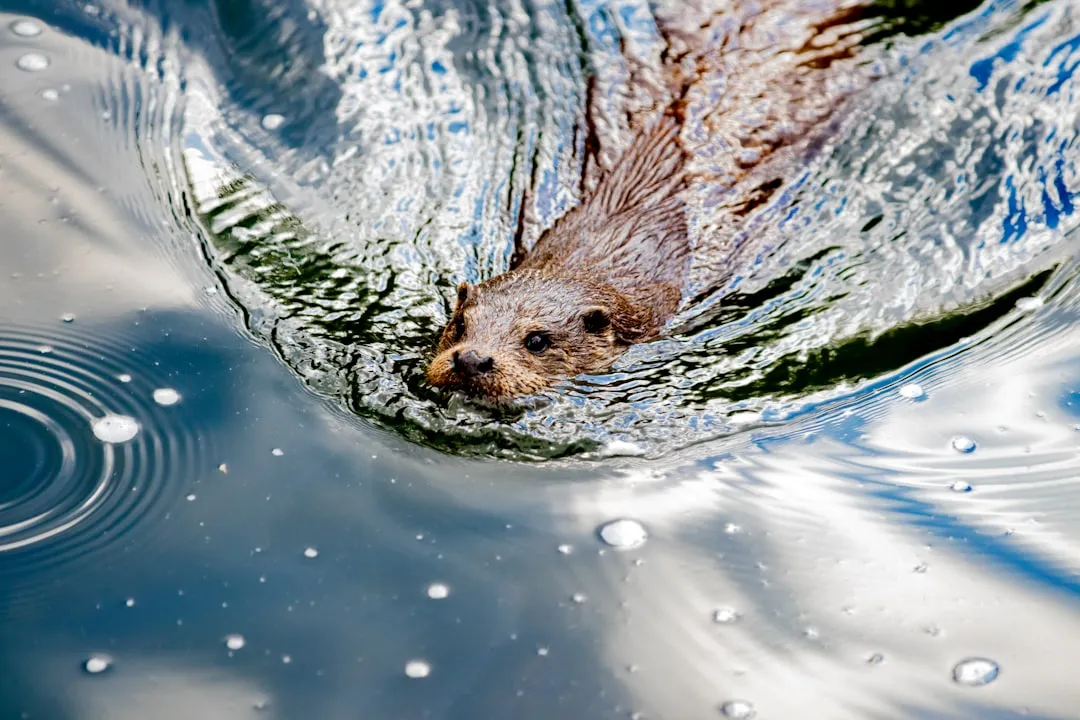 The Energy Budget: How Stable Fish Populations Free Up Time For Fun (Image Credits: Unsplash)