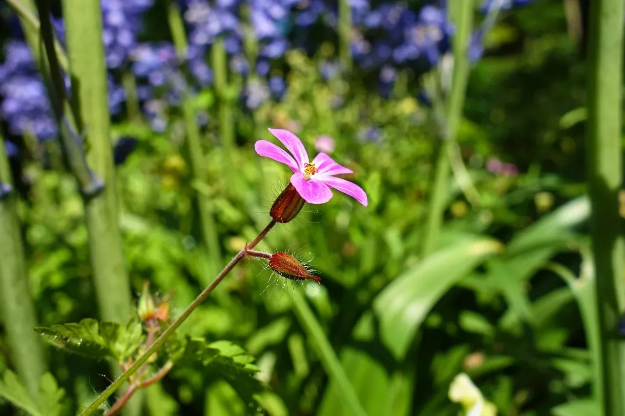 A Few Things Worth Knowing Before You Plant (Image Credits: Pixabay)