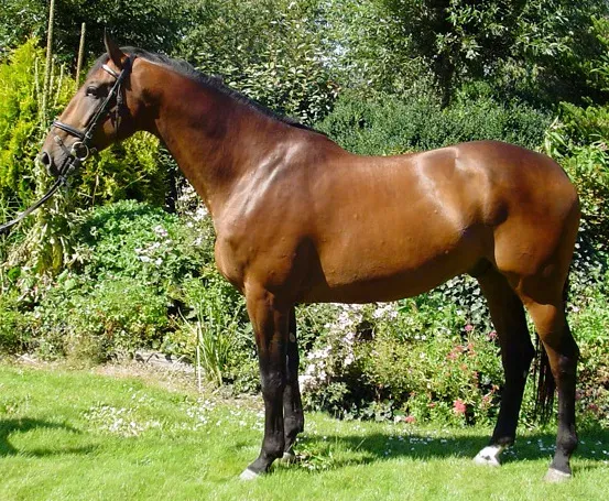 #4 – Dutch Warmblood: Athletic Potential That Punishes Errors (originally posted to Flickr as Ubility, CC BY-SA 2.0)
