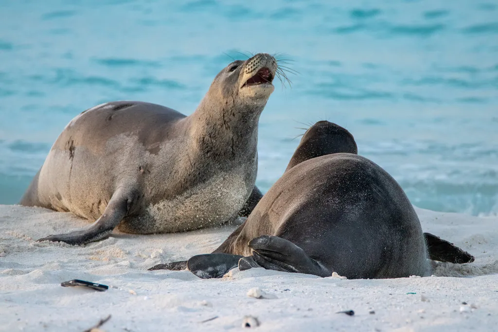8. Hawaiian Monk Seal: Island Survivor Facing Rising Seas (Image Credits: Flickr)